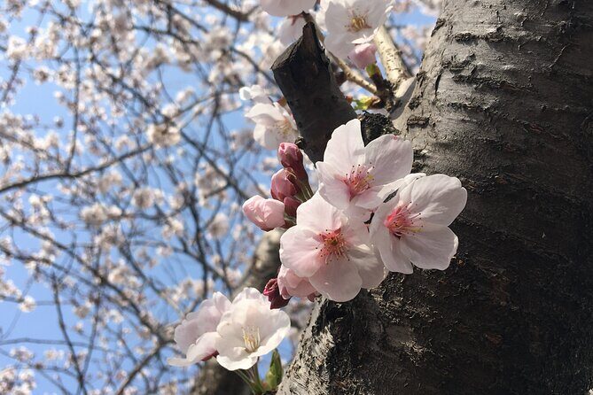 Small Group West Jeju Cherry Blossom and Strawberry Picking Tour - Key Highlights at a Glance