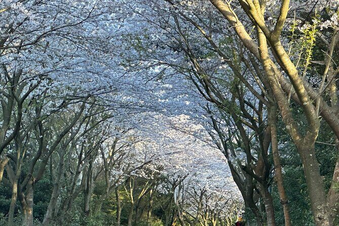 Small Group West Jeju Cherry Blossom and Strawberry Picking Tour - Small-Group Logistics That Make the Day Feel Easy