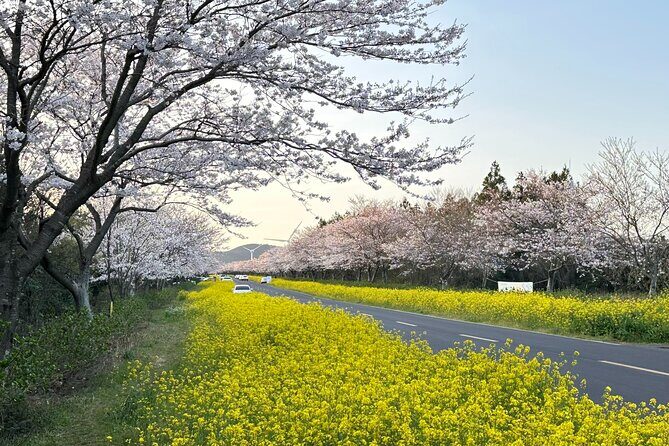Small Group West Jeju Cherry Blossom and Strawberry Picking Tour - Stop 1: Yerae Eco Park and the Daewangsucheon Stream Feel
