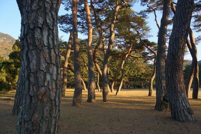 Songnisan National Park & Beopjusa Temple UNESCO site Private Tour - Choosing your hike: 2 hours in the forest or 5 hours to Munjangdae