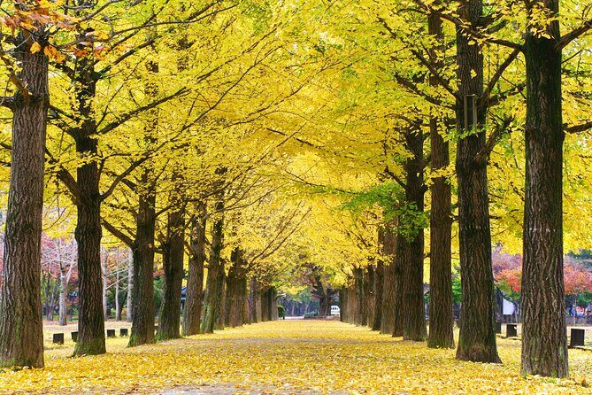 Special Private Tour Nami Island, Rail Bike, Petite France - Gangchon Rail Bike: a scenic ride on an old line