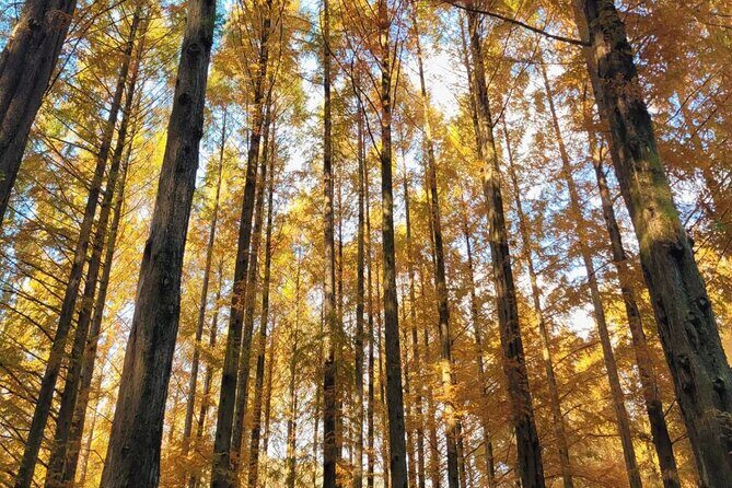 Suwon Hwaseong Fortress & Jangtaesan Full-Day Tour: Autumn Leaves - UNESCO Suwon Hwaseong Fortress: why 3 hours hits the sweet spot