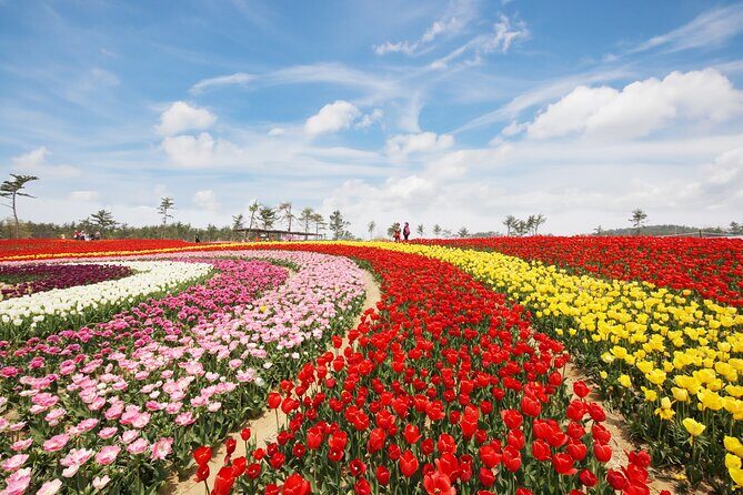 Taean Tulip Festival and Strawberry Picking Day Tour from Seoul - A long day from Seoul that actually stays focused