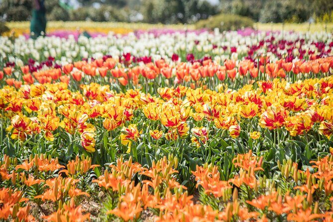 Taean Tulip Festival and Strawberry Picking Day Tour from Seoul - What the included transport really means for your day