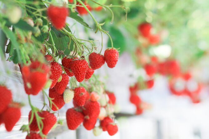Taean Tulip Festival and Strawberry Picking Day Tour from Seoul - Price and value: what $80 buys you (and what it doesn’t)