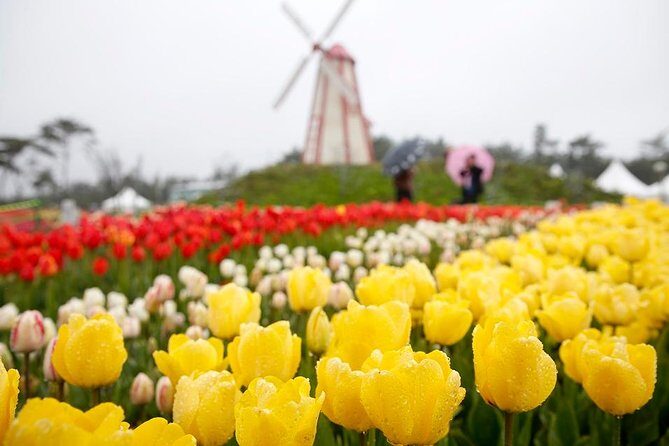 Taean Tulip Festival and Strawberry Picking Day Tour from Seoul - How to make the most of the tulip-and-strawberry rhythm