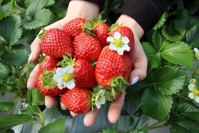 Taean Tulip Festival and Strawberry Picking Day Tour from Seoul - Taean Tulip Festival: theme sections and easy photo time